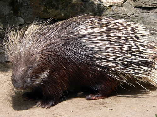 North American Porcupine